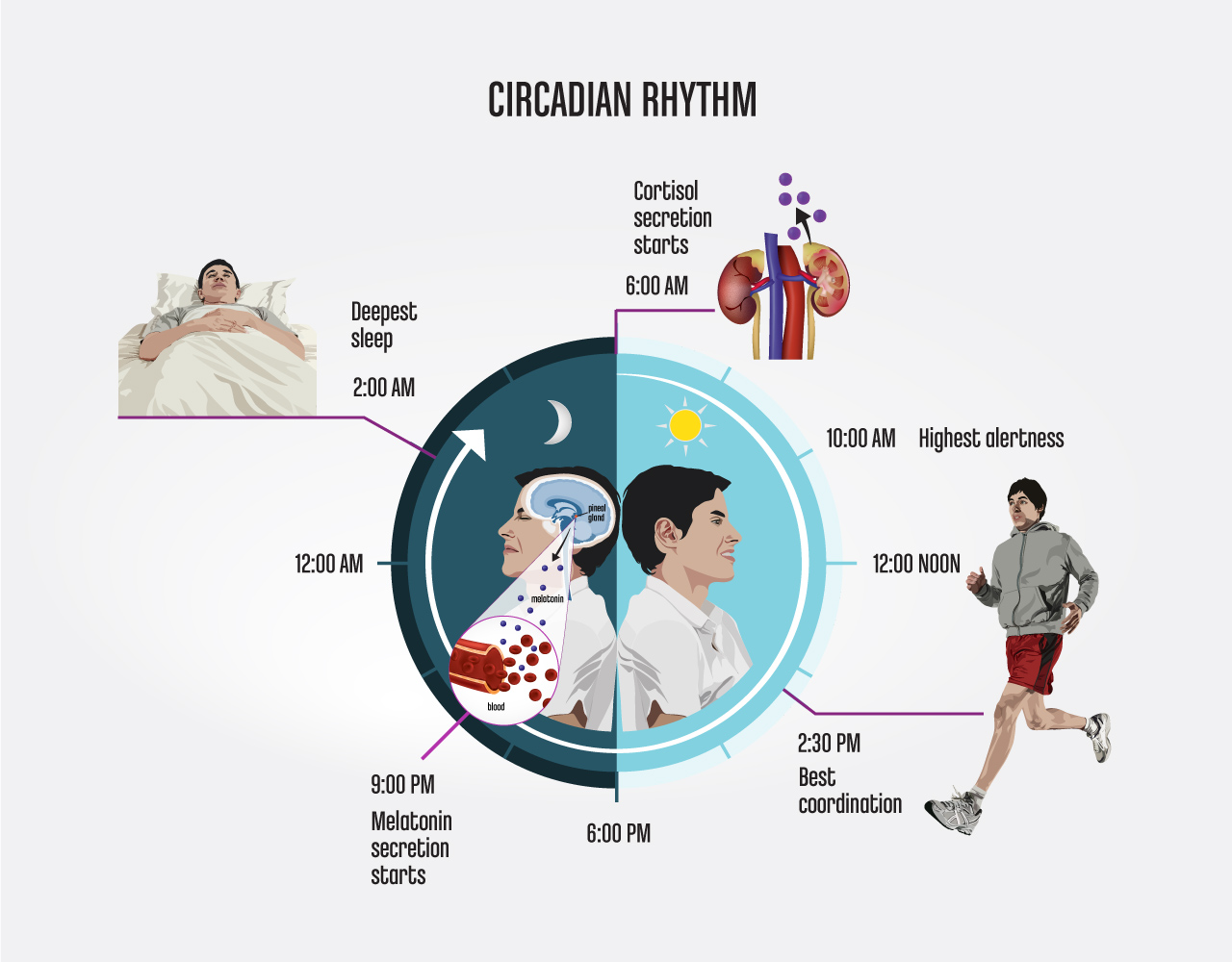 @HYR_Circadian-Rhythm-100